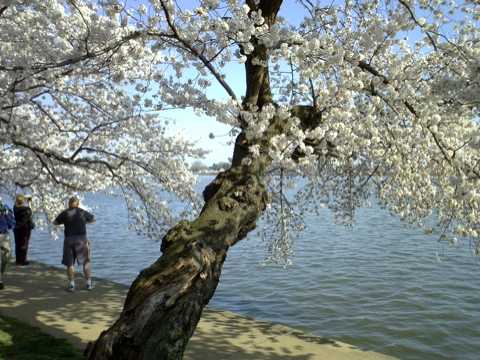 cherryblossom